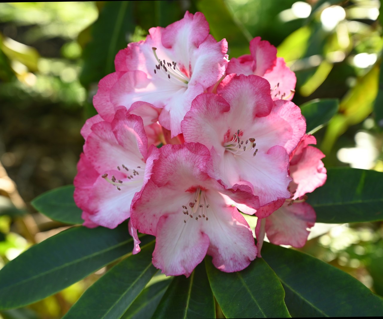'Point Defiance'